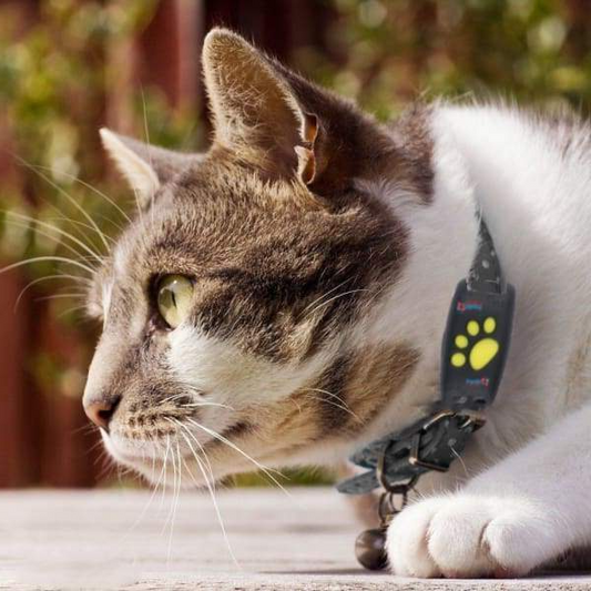🐾 Dispositivo Localizador GPS para Gatos: s=Seguimiento de Mascotas en Tiempo real sin Cuotas Mensuales